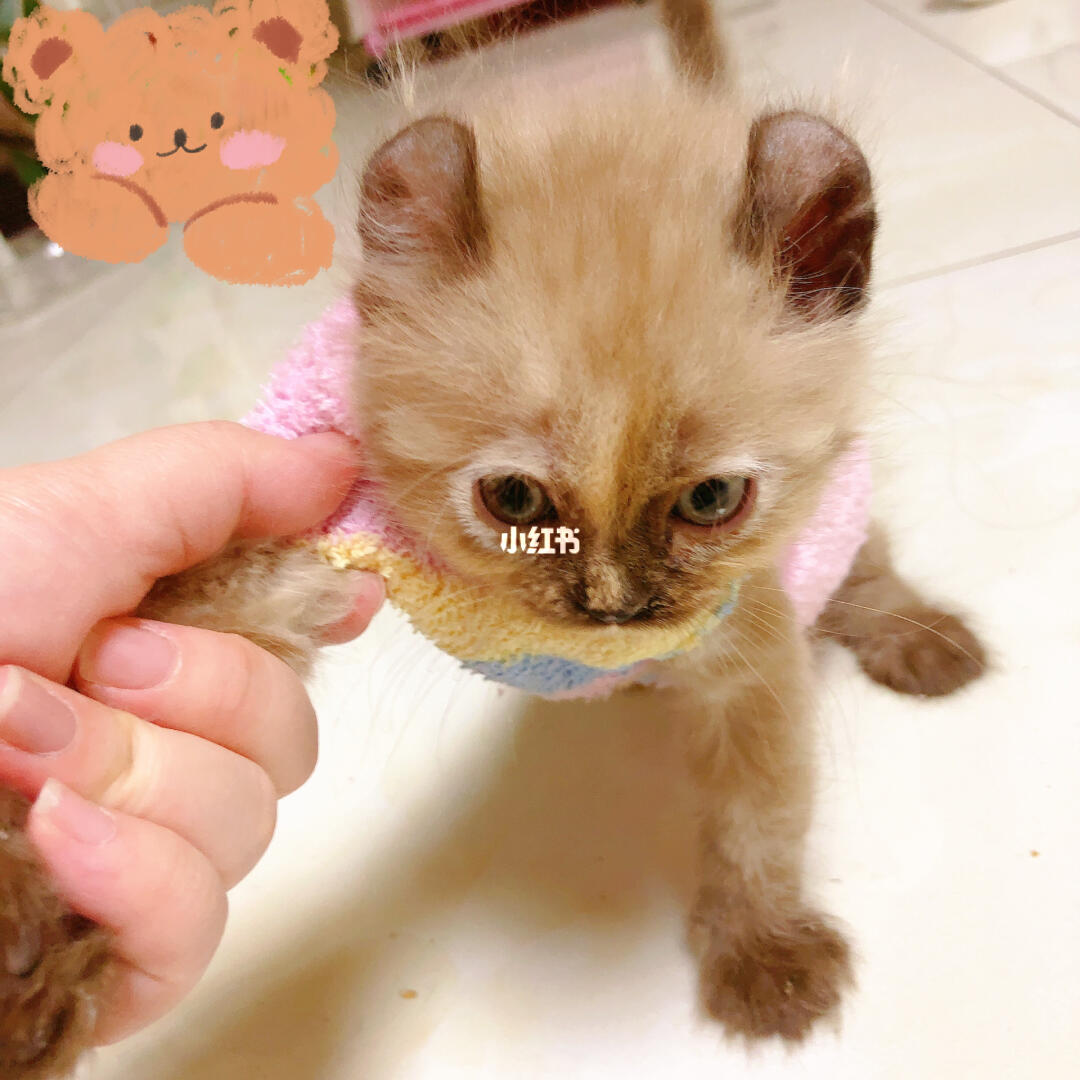 可可小猫最新，小巷中的神秘宝藏探索