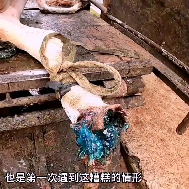 牛蹄修复之旅，探寻温馨与趣味并存的一段经历